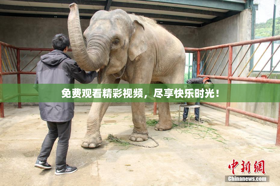免费观看精彩视频，尽享快乐时光！