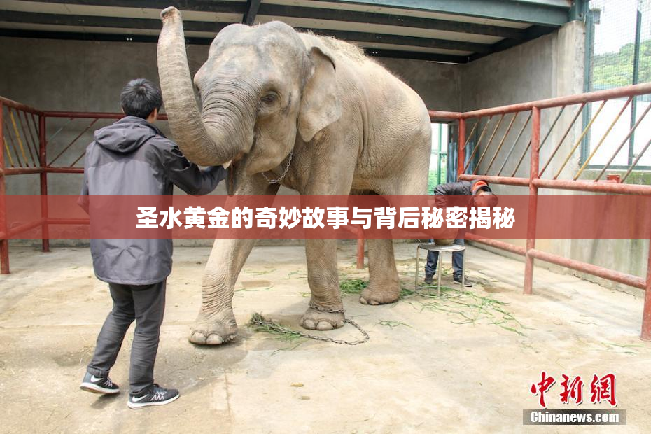 圣水黄金的奇妙故事与背后秘密揭秘