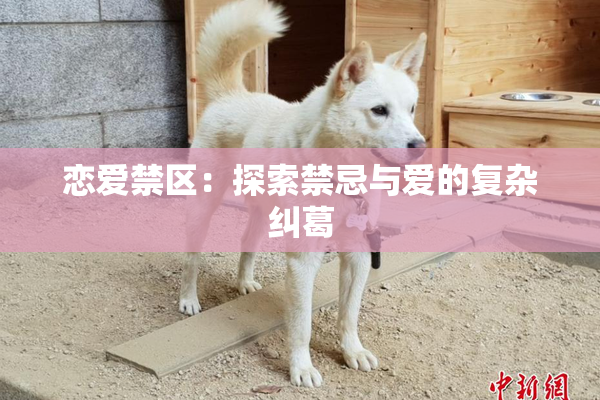 恋爱禁区：探索禁忌与爱的复杂纠葛