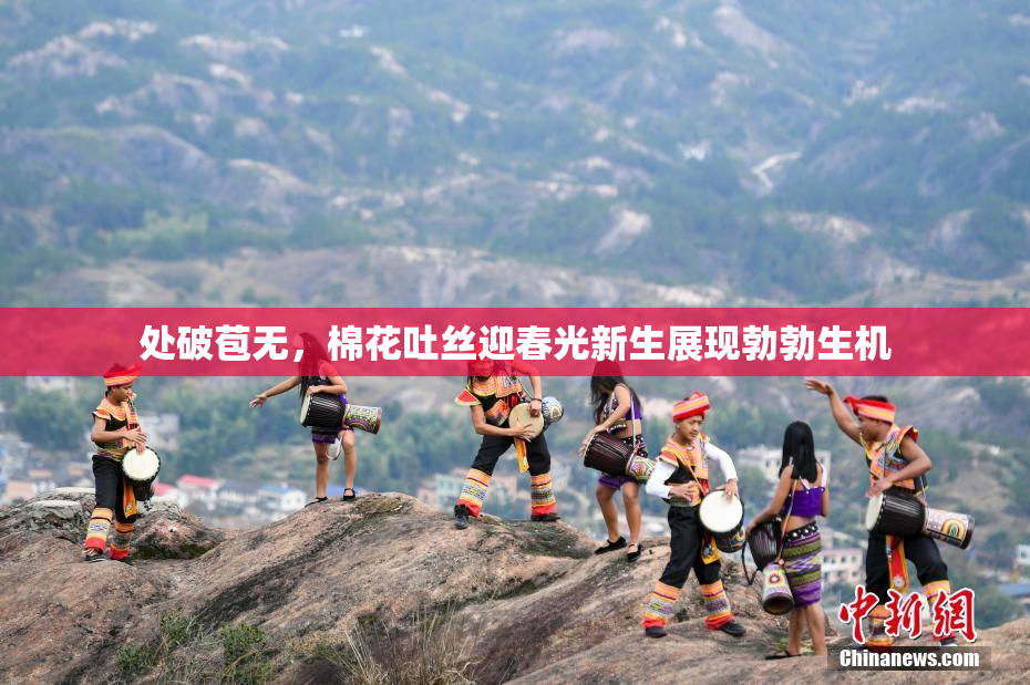 处破苞无，棉花吐丝迎春光新生展现勃勃生机