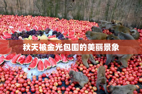 秋天被金光包围的美丽景象