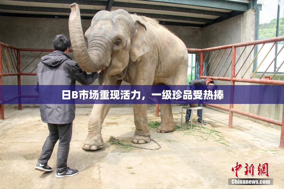 日B市场重现活力，一级珍品受热捧