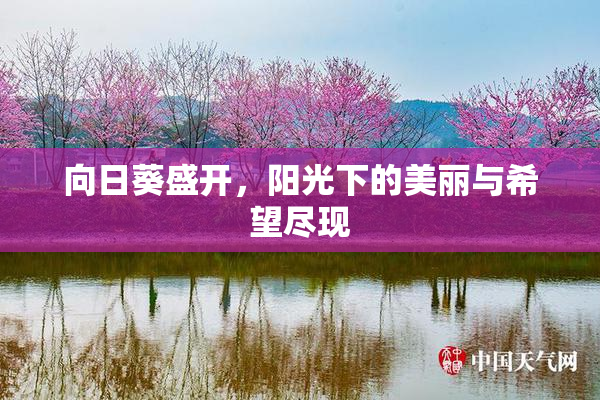 向日葵盛开，阳光下的美丽与希望尽现