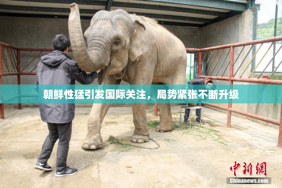 朝鲜性猛引发国际关注，局势紧张不断升级