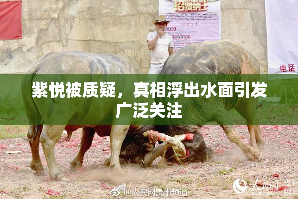 紫悦被质疑，真相浮出水面引发广泛关注