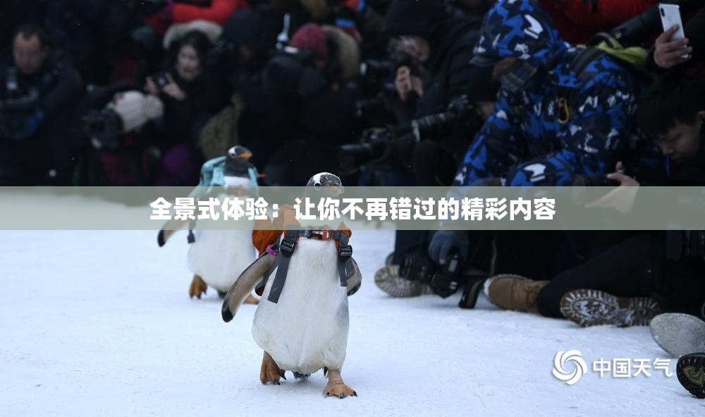 全景式体验：让你不再错过的精彩内容