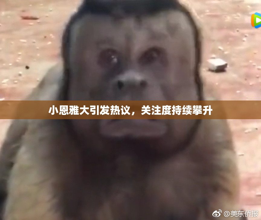 小恩雅大引发热议，关注度持续攀升