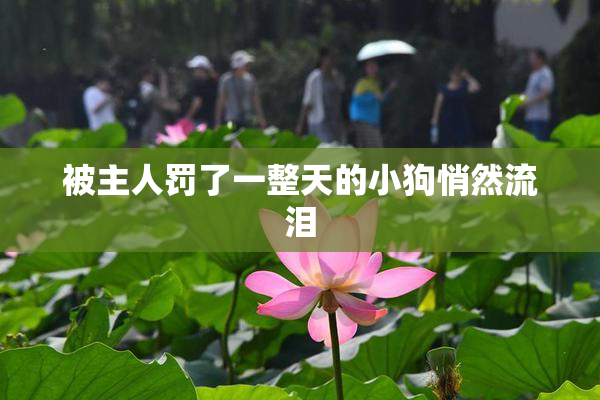 被主人罚了一整天的小狗悄然流泪