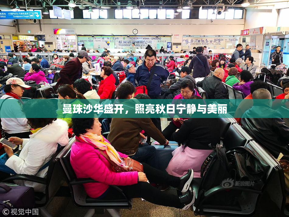 曼珠沙华盛开，照亮秋日宁静与美丽