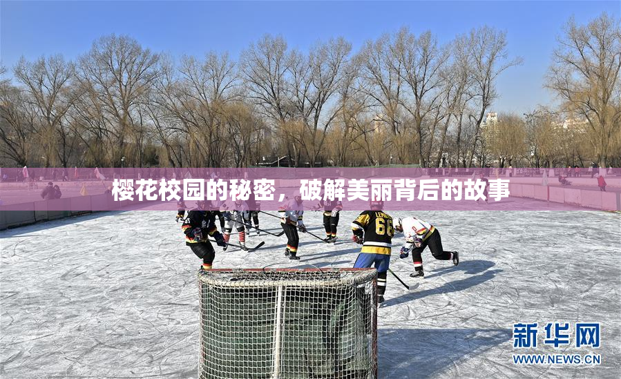 樱花校园的秘密，破解美丽背后的故事