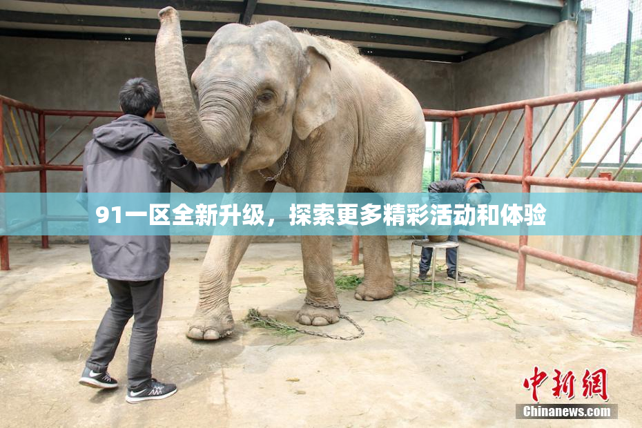 91一区全新升级，探索更多精彩活动和体验