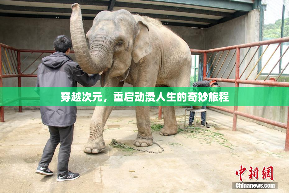 穿越次元，重启动漫人生的奇妙旅程