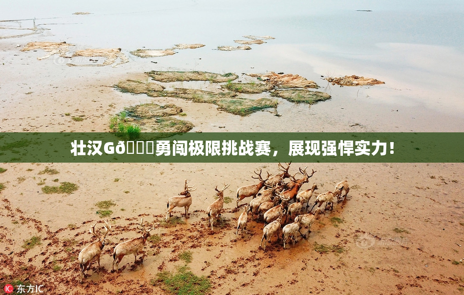 壮汉G🈚勇闯极限挑战赛，展现强悍实力！