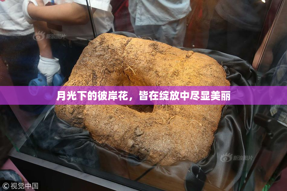 月光下的彼岸花，皆在绽放中尽显美丽