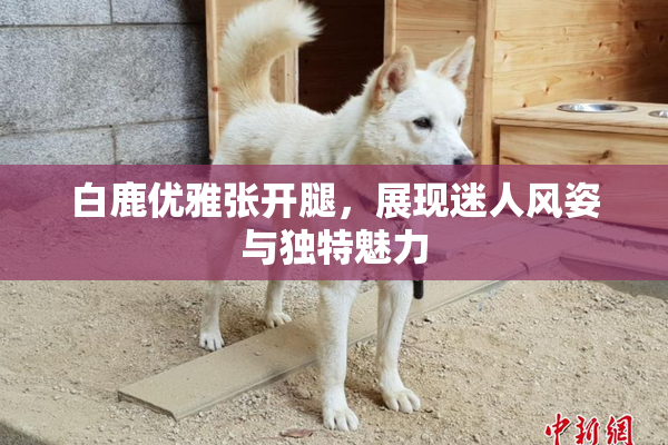 白鹿优雅张开腿，展现迷人风姿与独特魅力