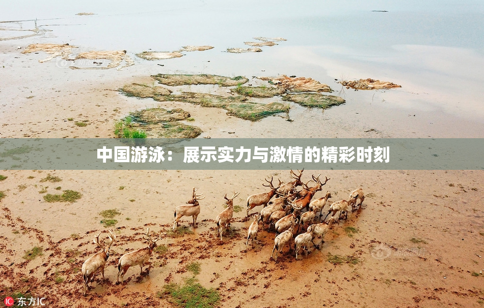 中国游泳：展示实力与激情的精彩时刻