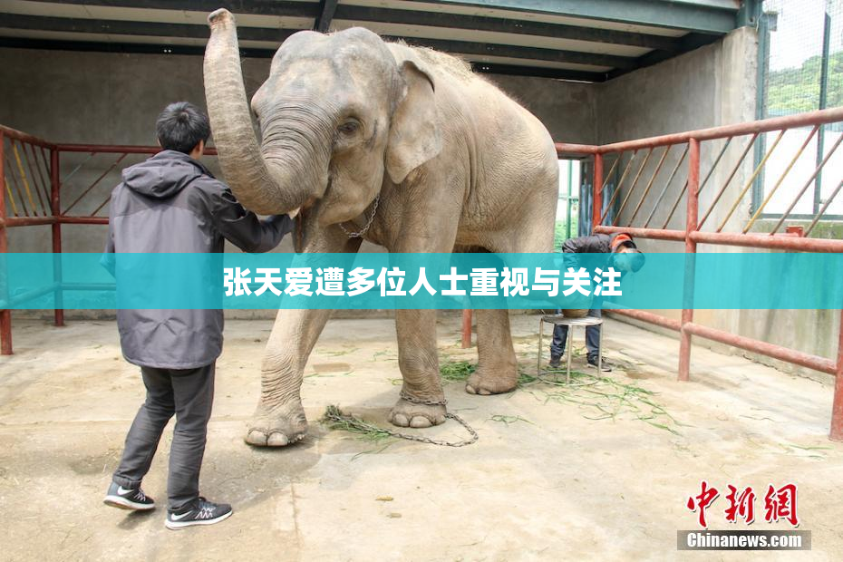 张天爱遭多位人士重视与关注