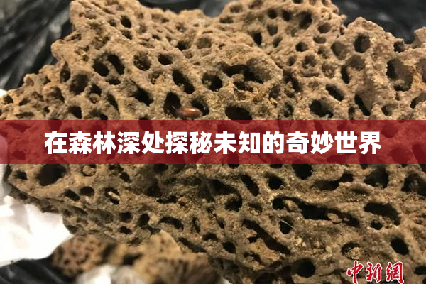 在森林深处探秘未知的奇妙世界