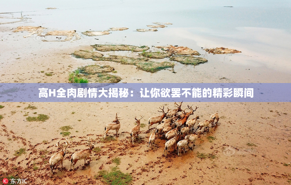 高H全肉剧情大揭秘：让你欲罢不能的精彩瞬间