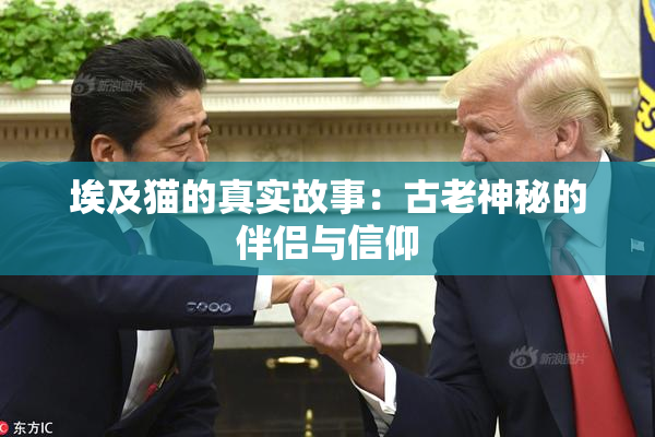 埃及猫的真实故事：古老神秘的伴侣与信仰