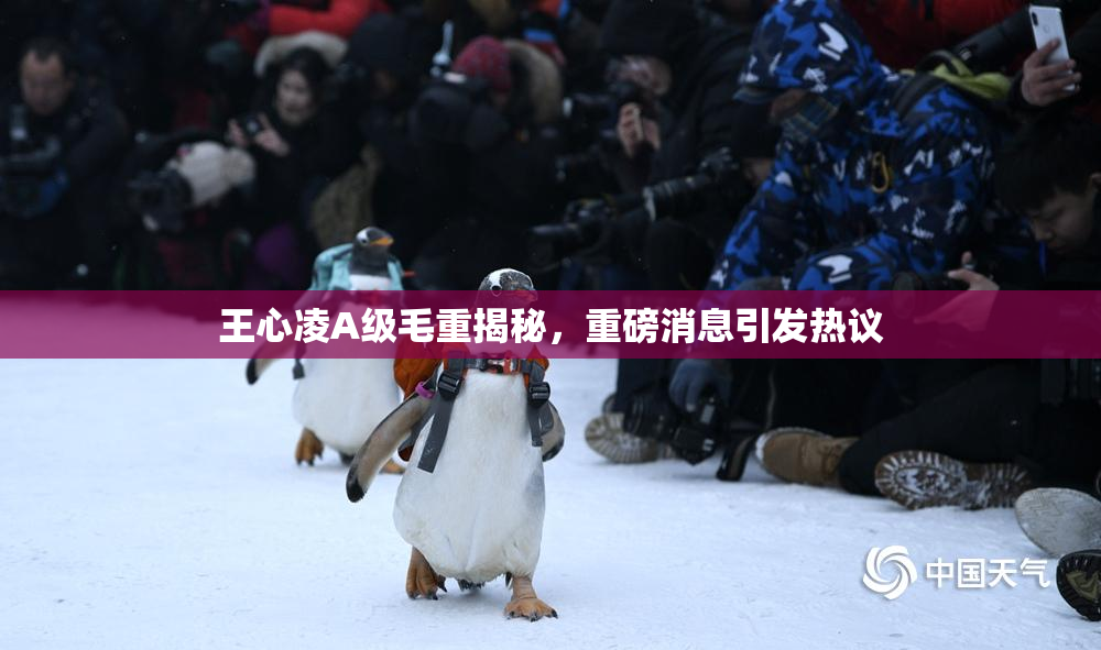 王心凌A级毛重揭秘，重磅消息引发热议