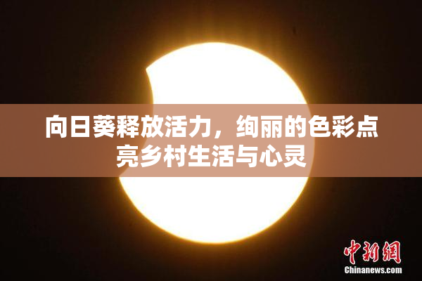 向日葵释放活力，绚丽的色彩点亮乡村生活与心灵