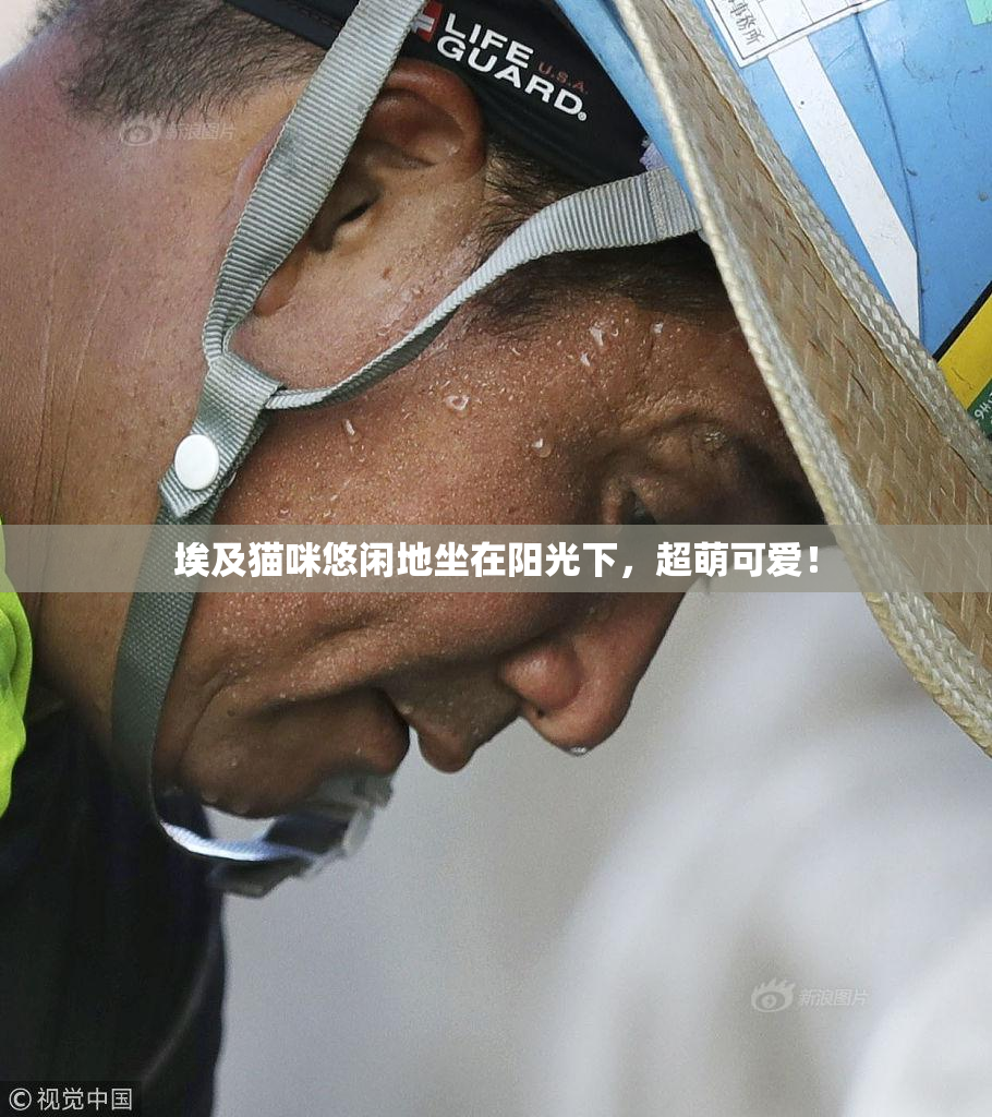 埃及猫咪悠闲地坐在阳光下，超萌可爱！