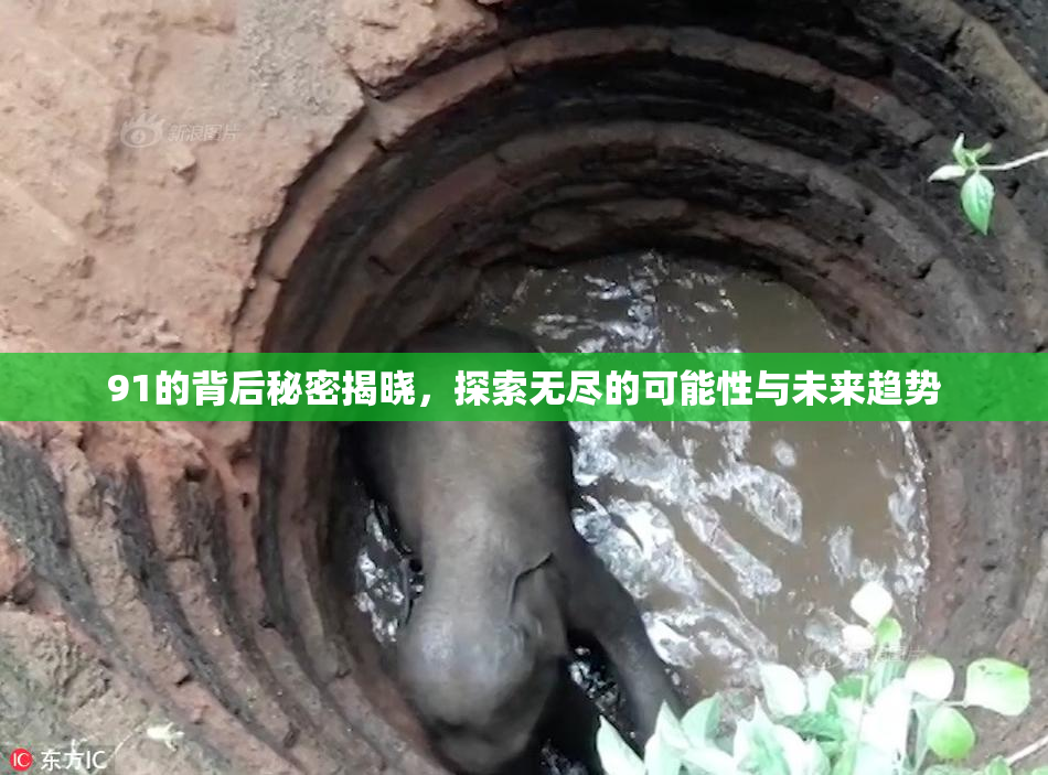 91的背后秘密揭晓，探索无尽的可能性与未来趋势