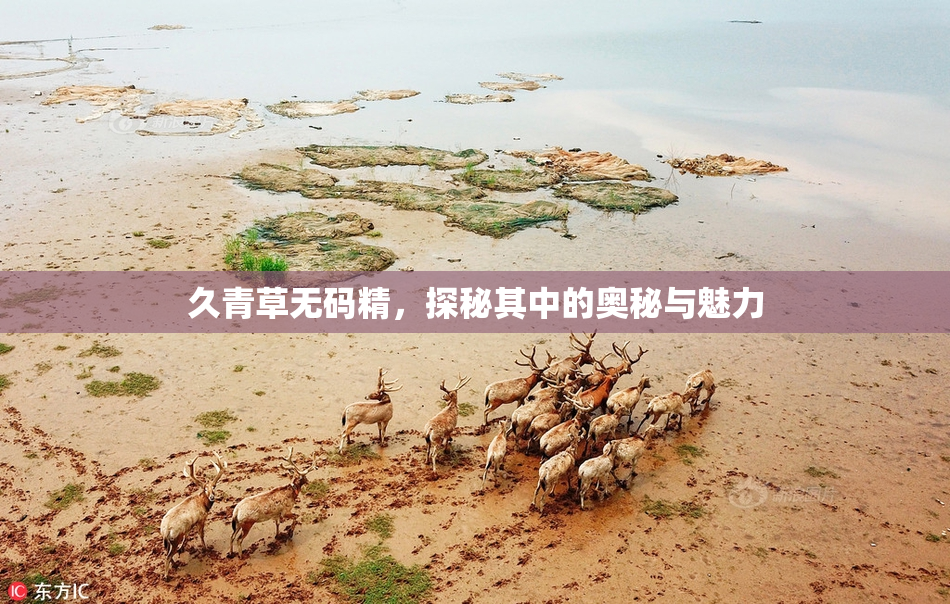 久青草无码精，探秘其中的奥秘与魅力