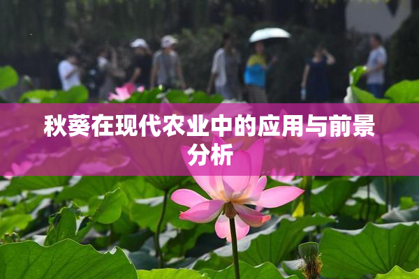 秋葵在现代农业中的应用与前景分析