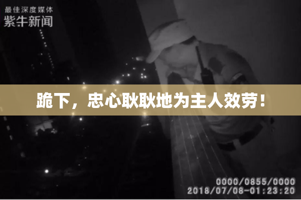 跪下，忠心耿耿地为主人效劳！
