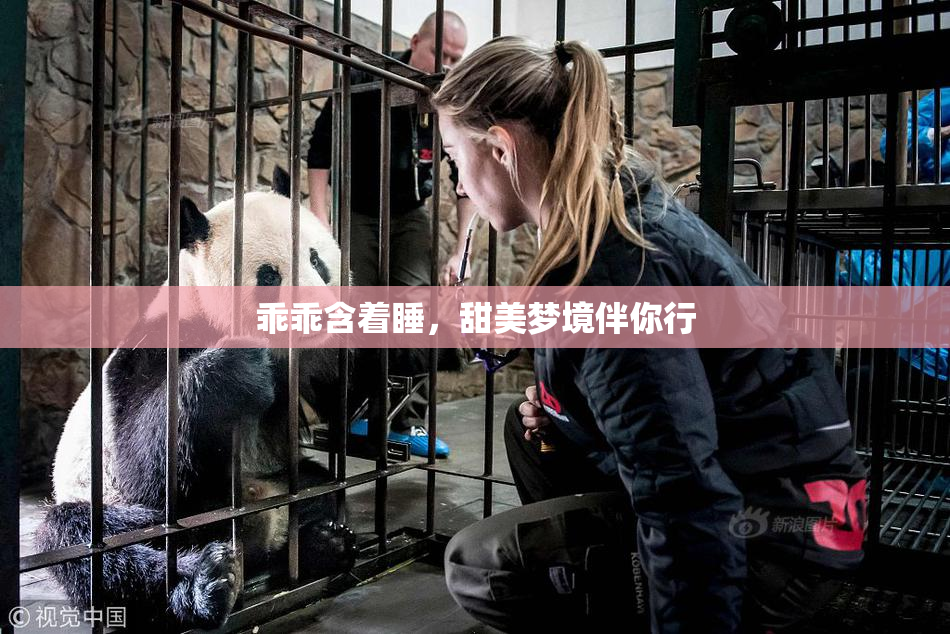 乖乖含着睡，甜美梦境伴你行