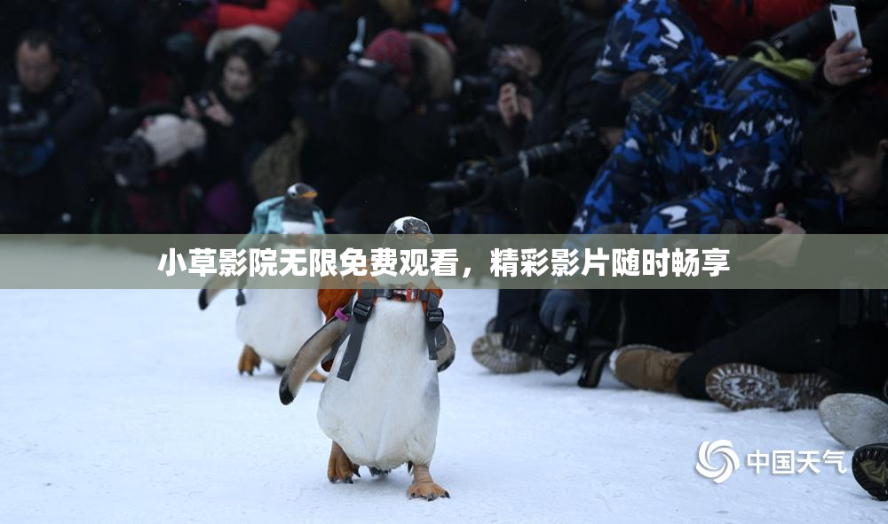 小草影院无限免费观看，精彩影片随时畅享