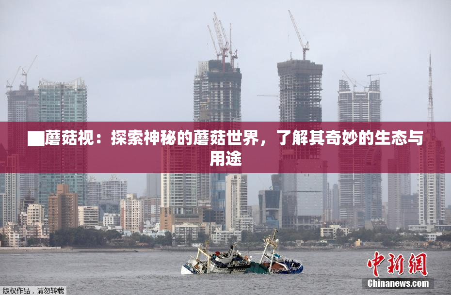 ▇蘑菇视：探索神秘的蘑菇世界，了解其奇妙的生态与用途