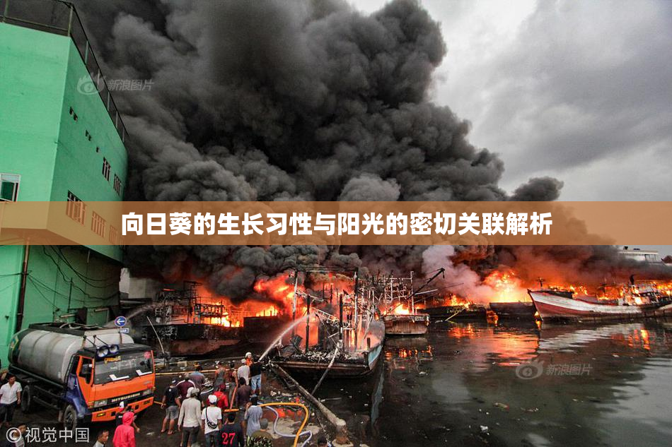 向日葵的生长习性与阳光的密切关联解析