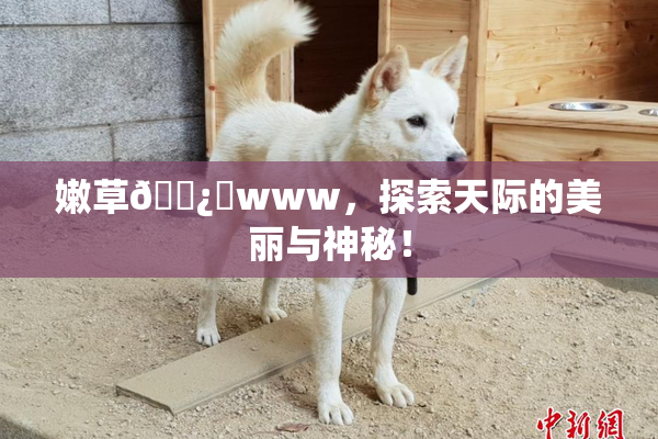 嫩草🌿‌www，探索天际的美丽与神秘！