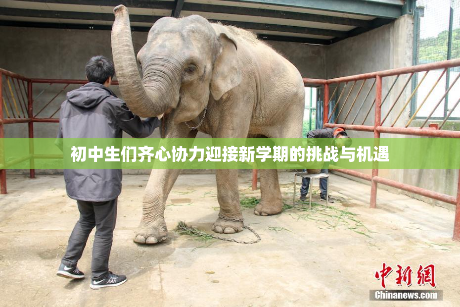 初中生们齐心协力迎接新学期的挑战与机遇
