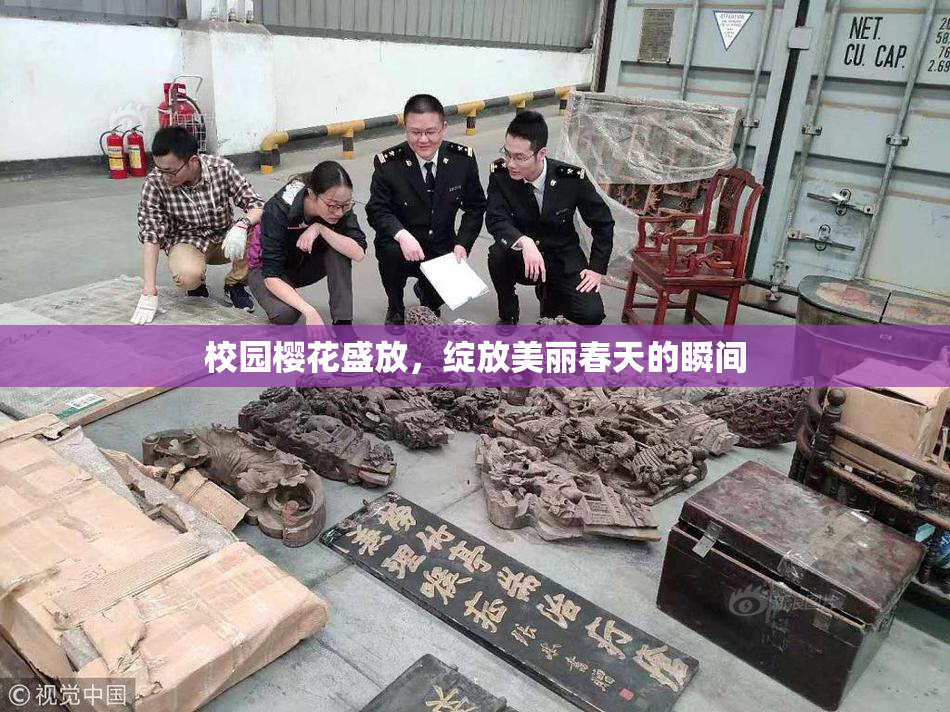 校园樱花盛放，绽放美丽春天的瞬间