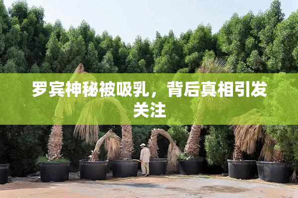 罗宾神秘被吸乳，背后真相引发关注