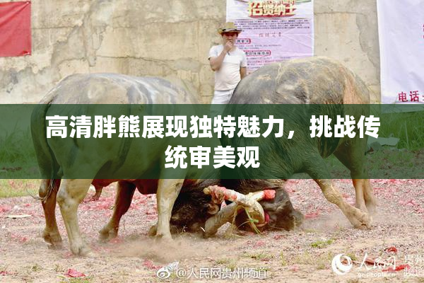 高清胖熊展现独特魅力，挑战传统审美观