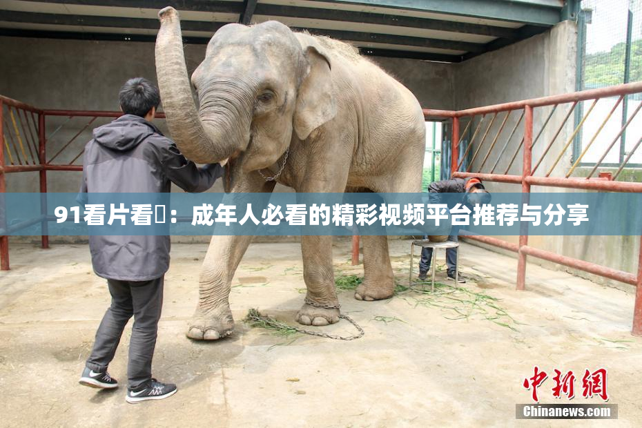 91看片看婬：成年人必看的精彩视频平台推荐与分享