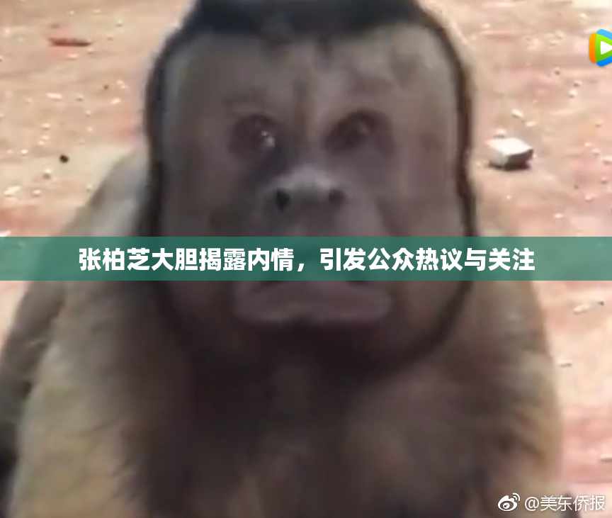 张柏芝大胆揭露内情，引发公众热议与关注