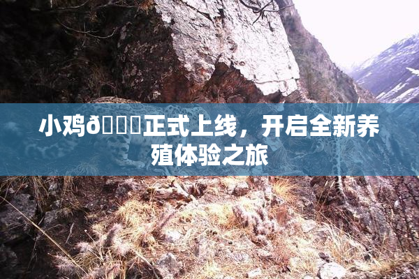 小鸡🐔正式上线，开启全新养殖体验之旅