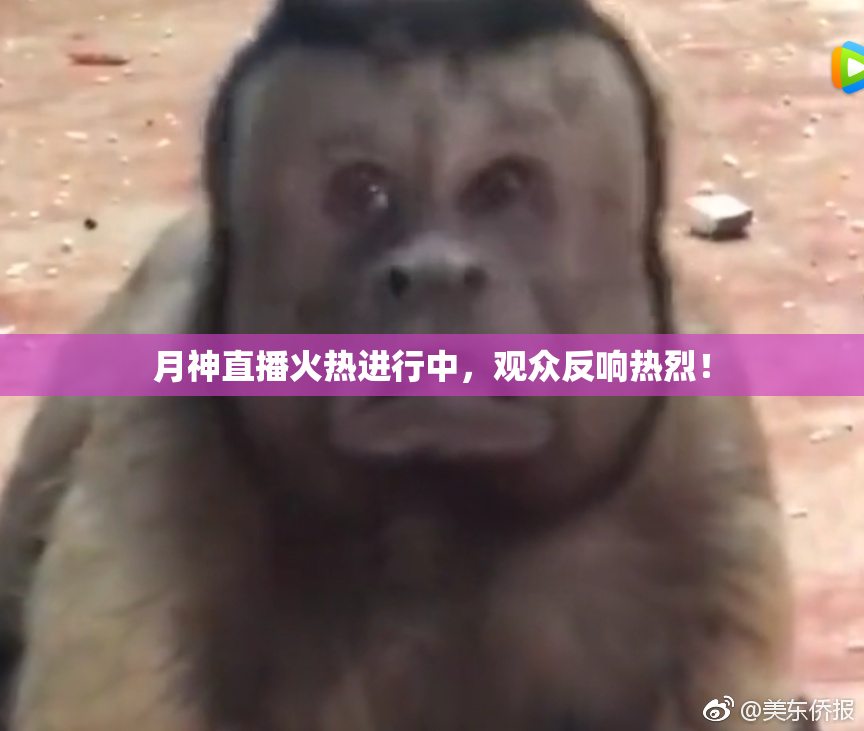 月神直播火热进行中，观众反响热烈！