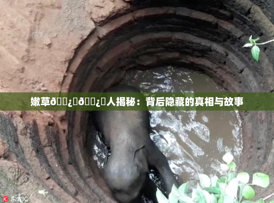 嫩草🌿‌🌿‌人揭秘：背后隐藏的真相与故事