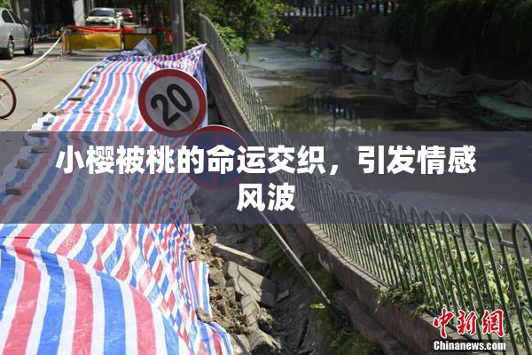 小樱被桃的命运交织，引发情感风波
