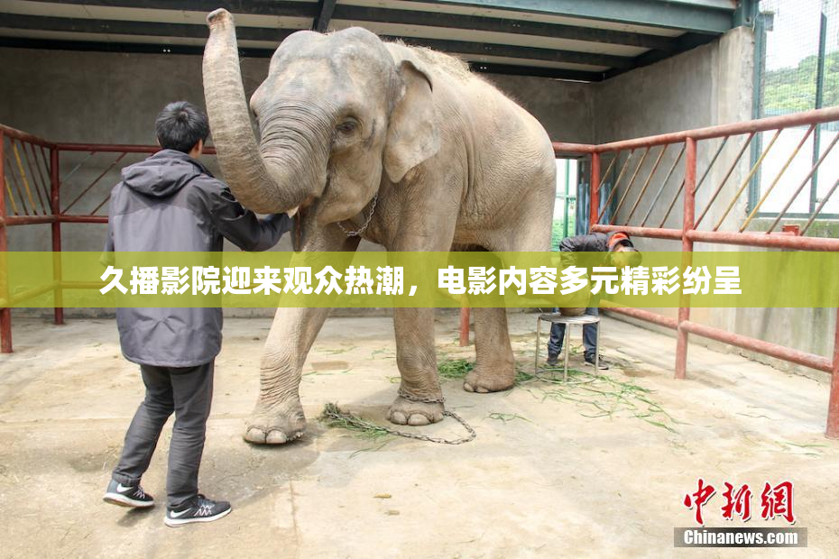 久播影院迎来观众热潮，电影内容多元精彩纷呈