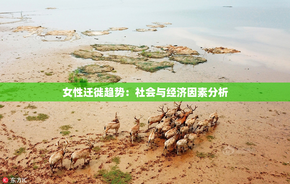 女性迁徙趋势：社会与经济因素分析