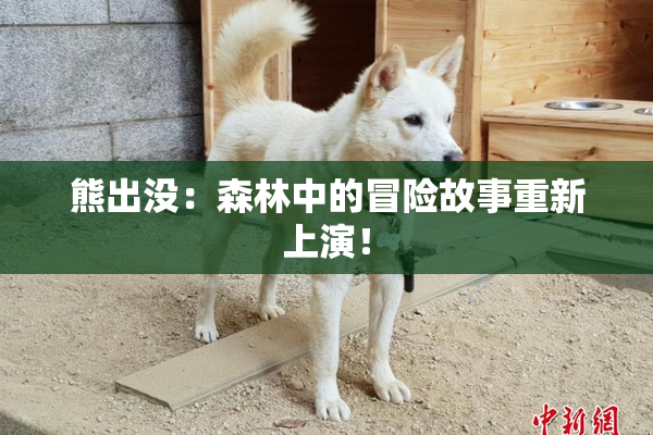 熊出没：森林中的冒险故事重新上演！