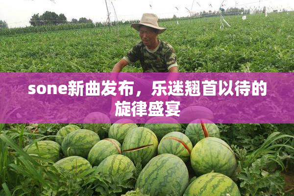 sone新曲发布，乐迷翘首以待的旋律盛宴